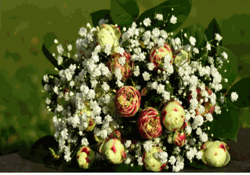 唯愛(ài)鮮花