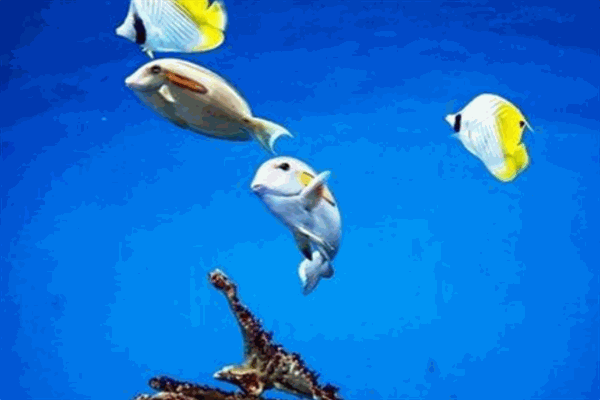 奧趣