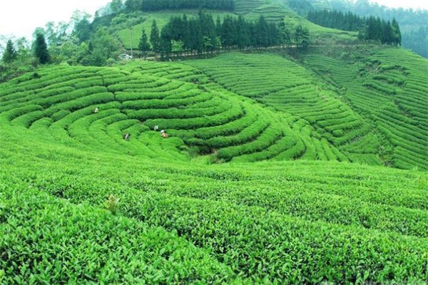 江南春茶業(yè)加盟
