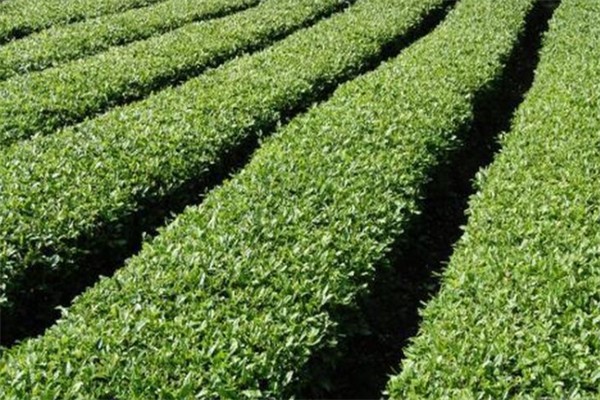 江南春茶業(yè)加盟