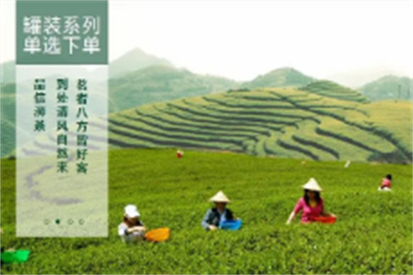 信陽(yáng)五云茶葉加盟