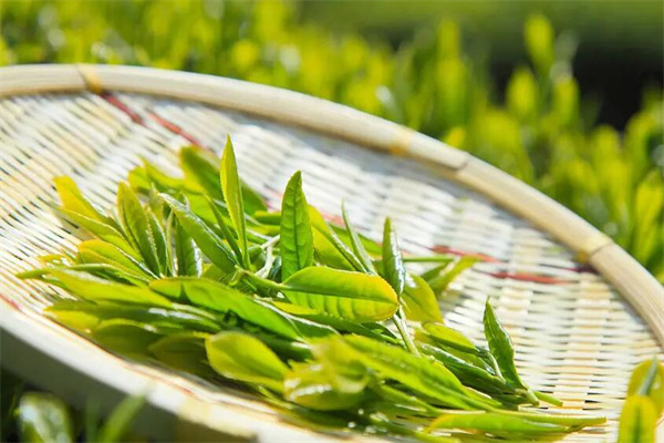 馨尚茶葉加盟