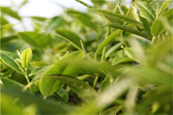 龔府名茶加盟