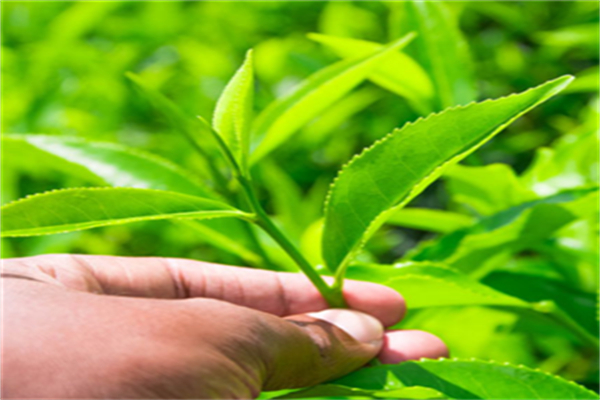 龔府名茶加盟