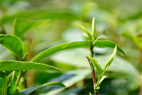 榮福茶業加盟