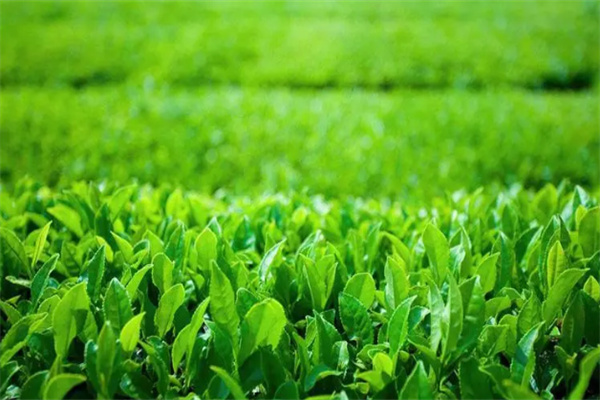 寶祖貢茶加盟