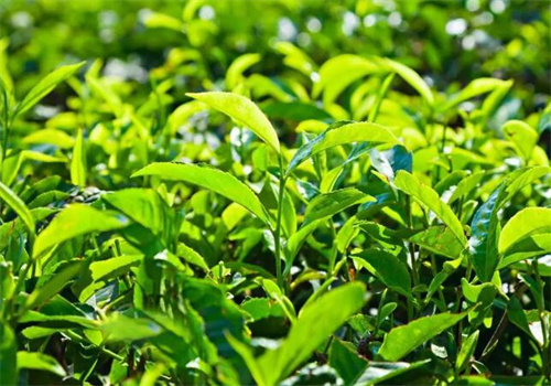 華茗園茶葉