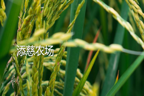 添慈農場加盟
