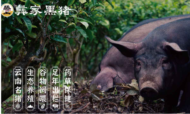 彝家黑豬加盟