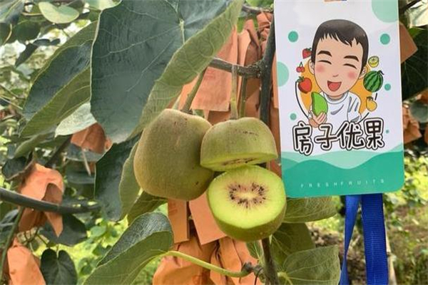 房子優果水果