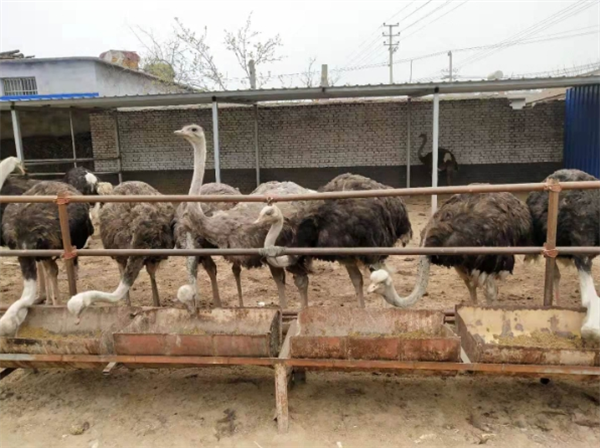 壹號鴕鳥養(yǎng)殖基地加盟