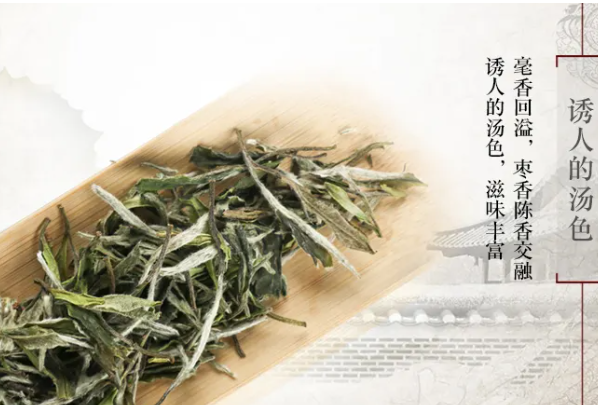 陳源泰白茶加盟