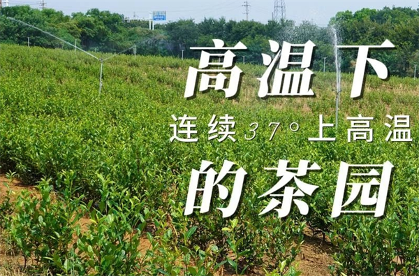 福瑞璟茶業加盟