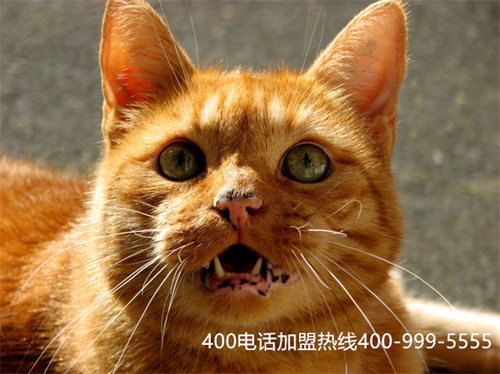 (400電話辦理的優點)(400電話申請一般需要多長時間)
