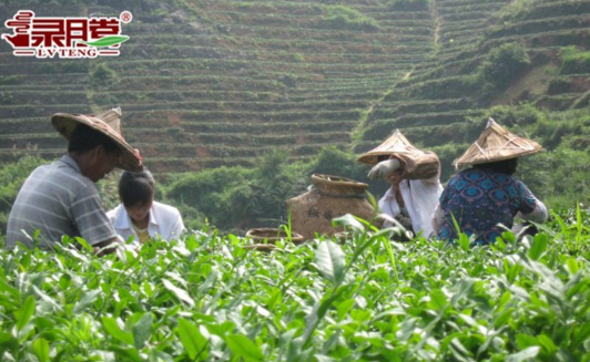 綠騰生態名茶